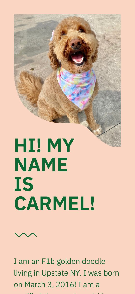 Website by @carmelgoldendoodle